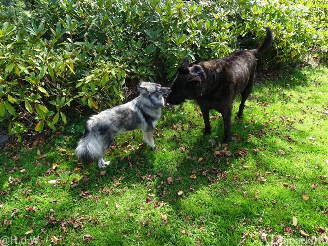 Leijpark013 Beestenboel 15 augustus 2022 