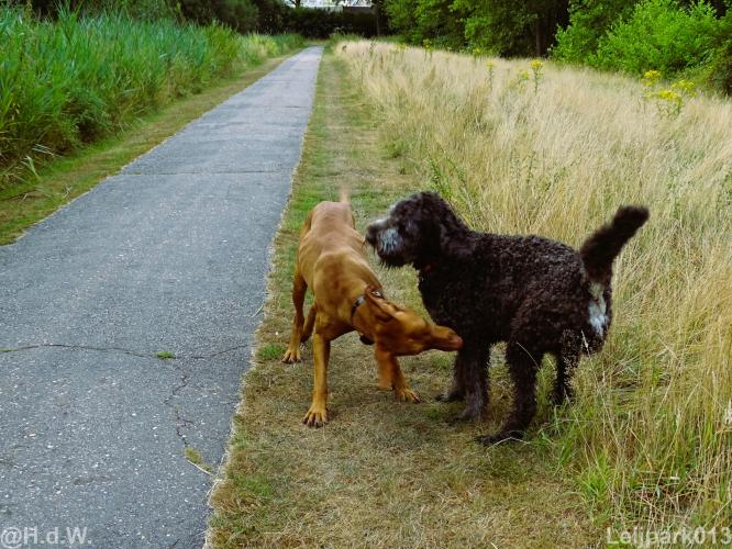 Leijpark013 Beestenboel 15 augustus 2022 