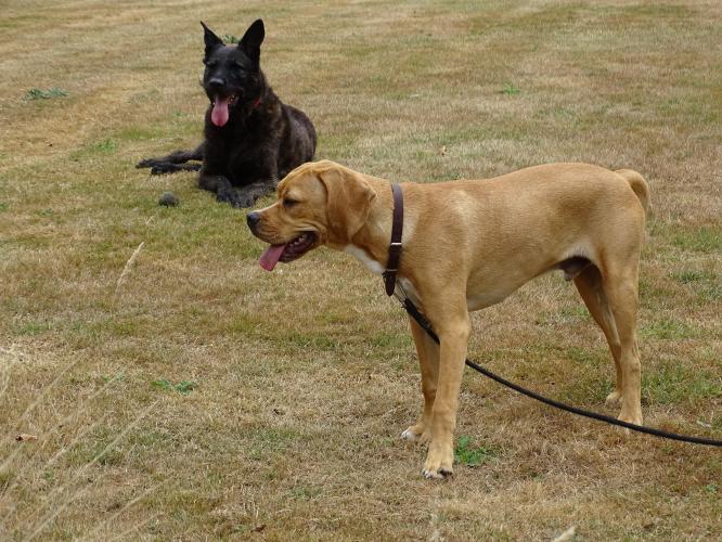 Leijpark013 Beestenboel 15 augustus 2022 