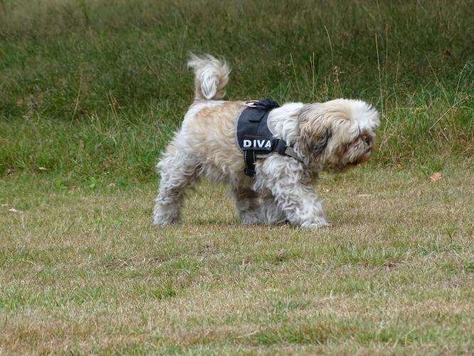 Leijpark013 Beestenboel 15 augustus 2022 