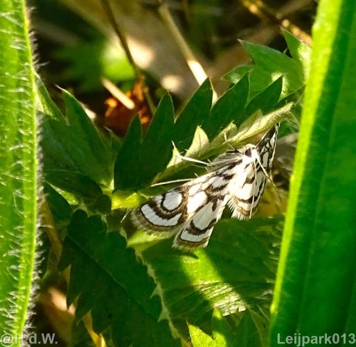 Leijpark 16 &amp; 17 &amp; 18 &amp; 19 augustus 2022 