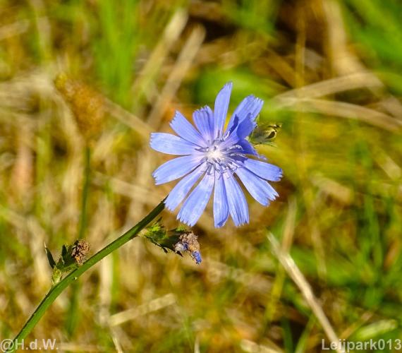 Leijpark 16 &amp; 17 &amp; 18 &amp; 19 augustus 2022 