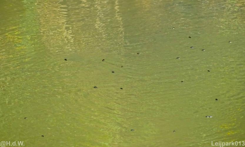 Leijpark 16 &amp; 17 &amp; 18 &amp; 19 augustus 2022 