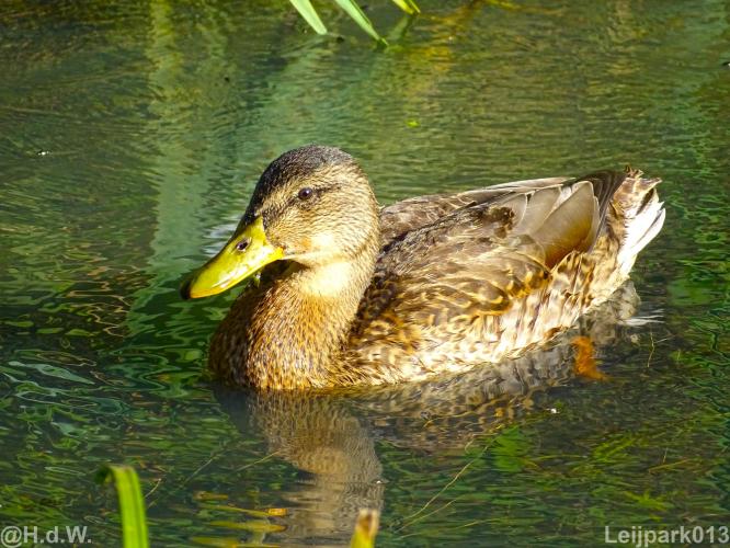 Leijpark 16 &amp; 17 &amp; 18 &amp; 19 augustus 2022 