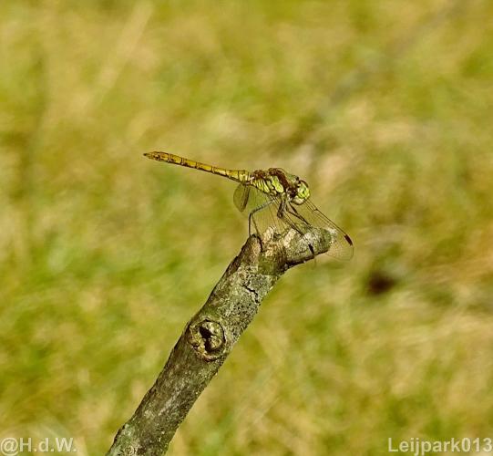 Leijpark 16 &amp; 17 &amp; 18 &amp; 19 augustus 2022 