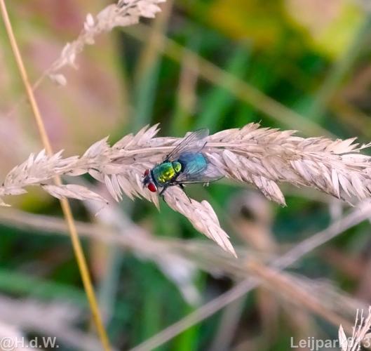 Leijpark 16 &amp; 17 &amp; 18 &amp; 19 augustus 2022 