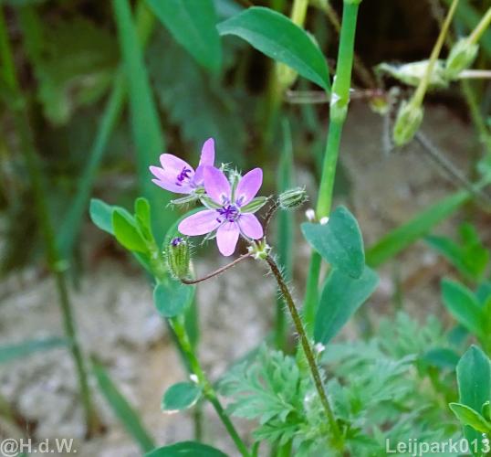 Leijpark 16 &amp; 17 &amp; 18 &amp; 19 augustus 2022 