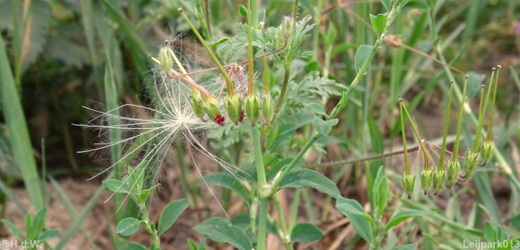 Leijpark 16 &amp; 17 &amp; 18 &amp; 19 augustus 2022 