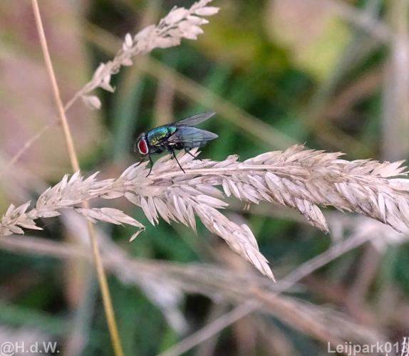 Leijpark 16 &amp; 17 &amp; 18 &amp; 19 augustus 2022 