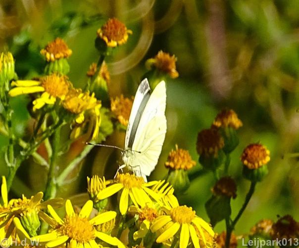 Leijpark 16 &amp; 17 &amp; 18 &amp; 19 augustus 2022 