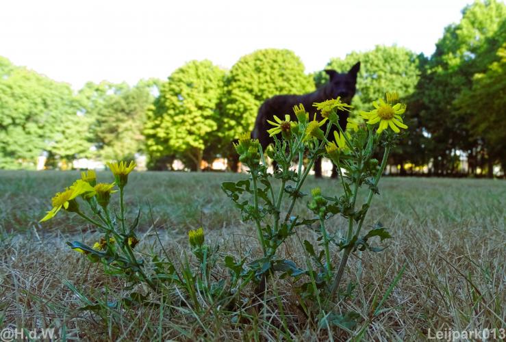 Leijpark 16 &amp; 17 &amp; 18 &amp; 19 augustus 2022 