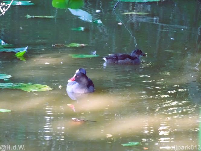 Leijpark 16 &amp; 17 &amp; 18 &amp; 19 augustus 2022 