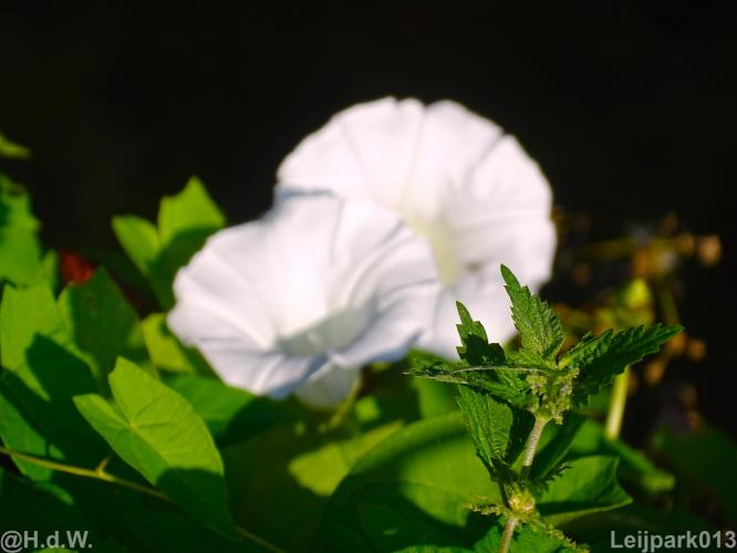 Leijpark 16 &amp; 17 &amp; 18 &amp; 19 augustus 2022 