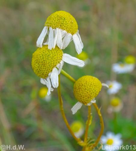 Leijpark 16 &amp; 17 &amp; 18 &amp; 19 augustus 2022 