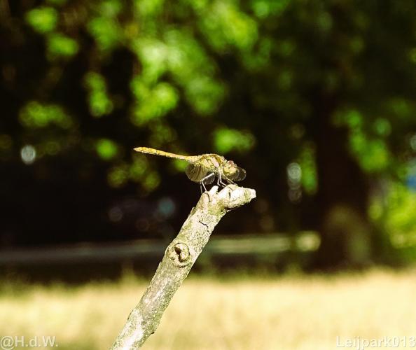 Leijpark 16 &amp; 17 &amp; 18 &amp; 19 augustus 2022 