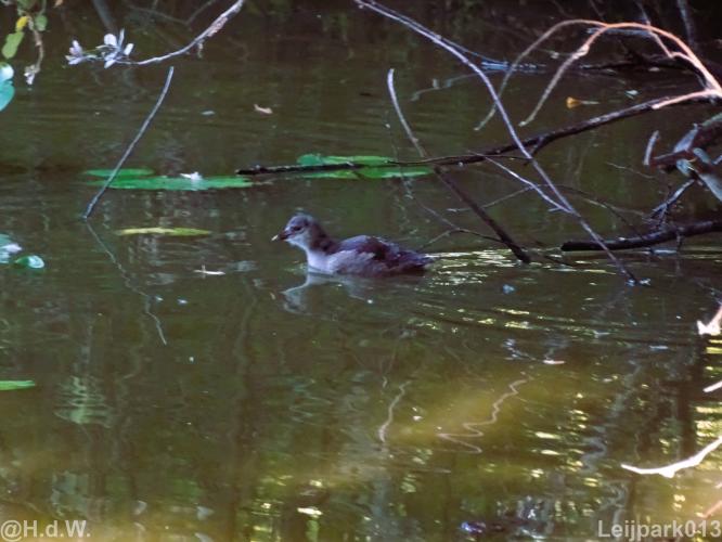 Leijpark 16 &amp; 17 &amp; 18 &amp; 19 augustus 2022 