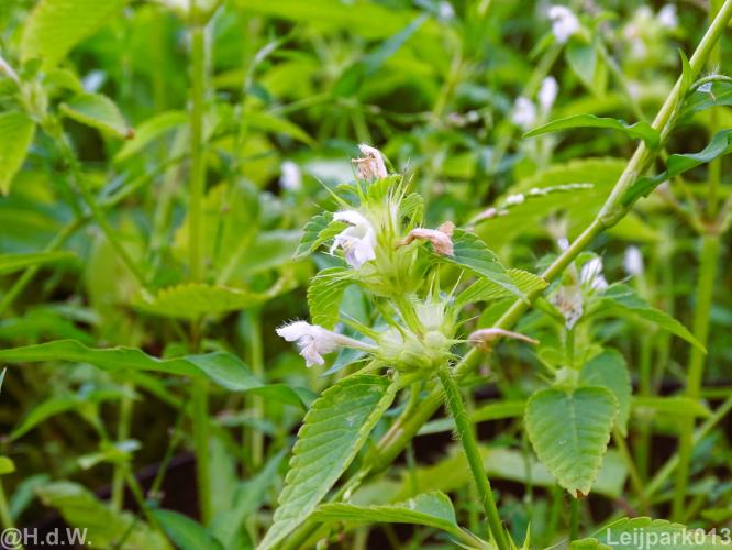 Leijpark 16 &amp; 17 &amp; 18 &amp; 19 augustus 2022 