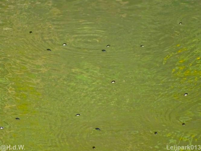 Leijpark 16 &amp; 17 &amp; 18 &amp; 19 augustus 2022 