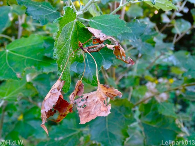 Leijpark 16 &amp; 17 &amp; 18 &amp; 19 augustus 2022 