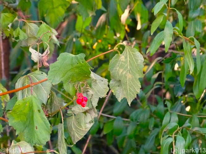 Leijpark 16 &amp; 17 &amp; 18 &amp; 19 augustus 2022 