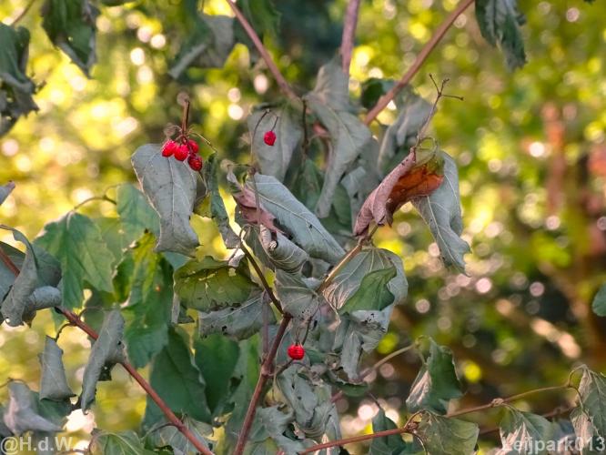 Leijpark 16 &amp; 17 &amp; 18 &amp; 19 augustus 2022 