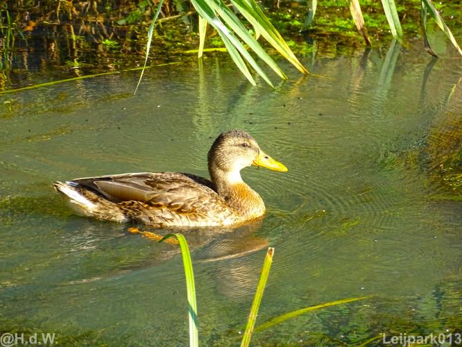 Leijpark 16 &amp; 17 &amp; 18 &amp; 19 augustus 2022 