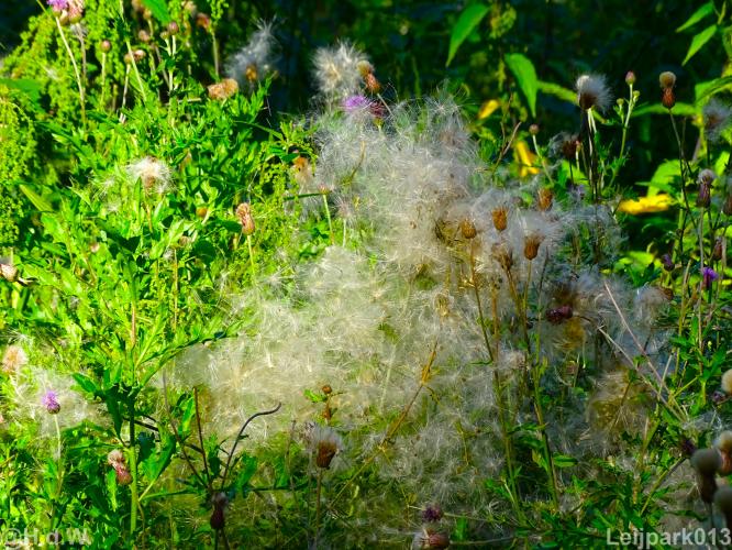 Leijpark 16 &amp; 17 &amp; 18 &amp; 19 augustus 2022 