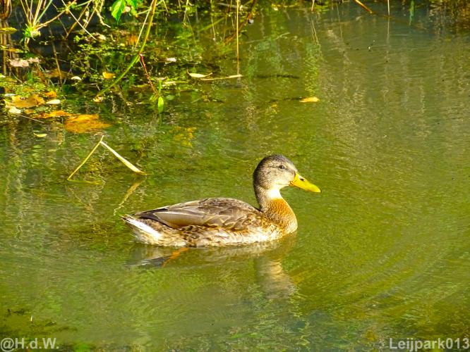 Leijpark 16 &amp; 17 &amp; 18 &amp; 19 augustus 2022 