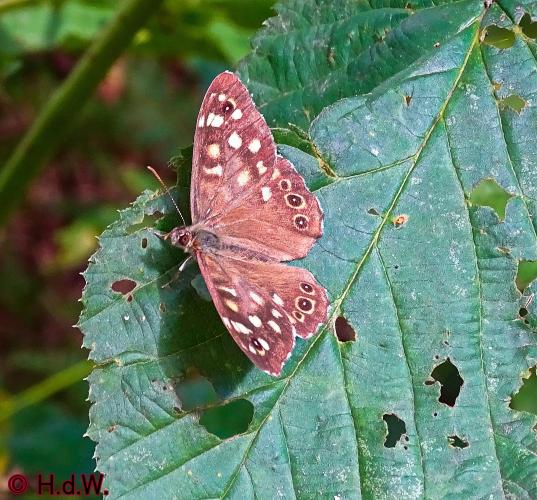 Oisterwijk 21-8-2022