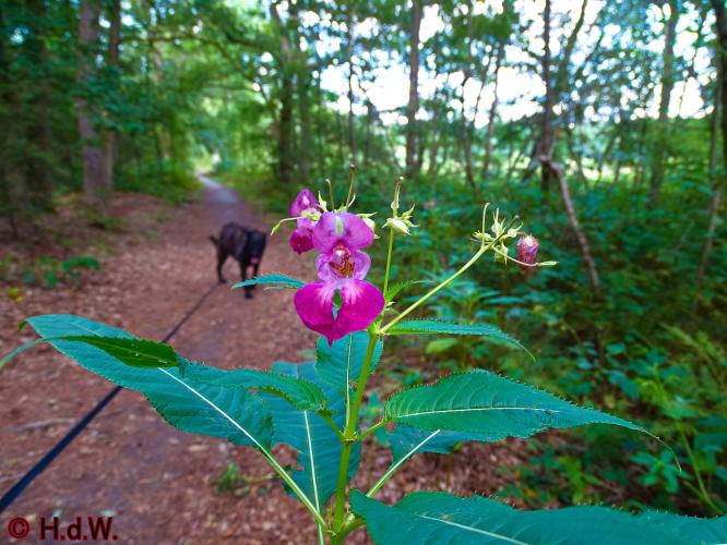 Oisterwijk 21-8-2022