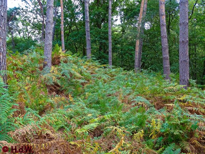 Oisterwijk 21-8-2022