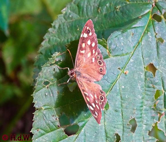 Oisterwijk 21-8-2022