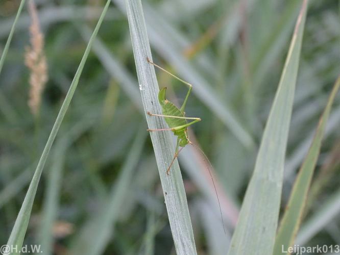 Leijpark013 19 &amp; 20 &amp; 21 &amp; 22 augustus 2022