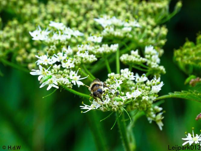 Leijpark013 19 &amp; 20 &amp; 21 &amp; 22 augustus 2022
