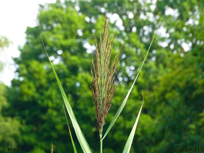 Leijpark013 19 &amp; 20 &amp; 21 &amp; 22 augustus 2022