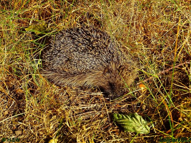 Leijpark013 19 &amp; 20 &amp; 21 &amp; 22 augustus 2022