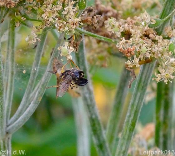 Leijpark013 19 &amp; 20 &amp; 21 &amp; 22 augustus 2022