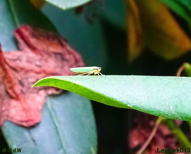 Leijpark013 19 &amp; 20 &amp; 21 &amp; 22 augustus 2022