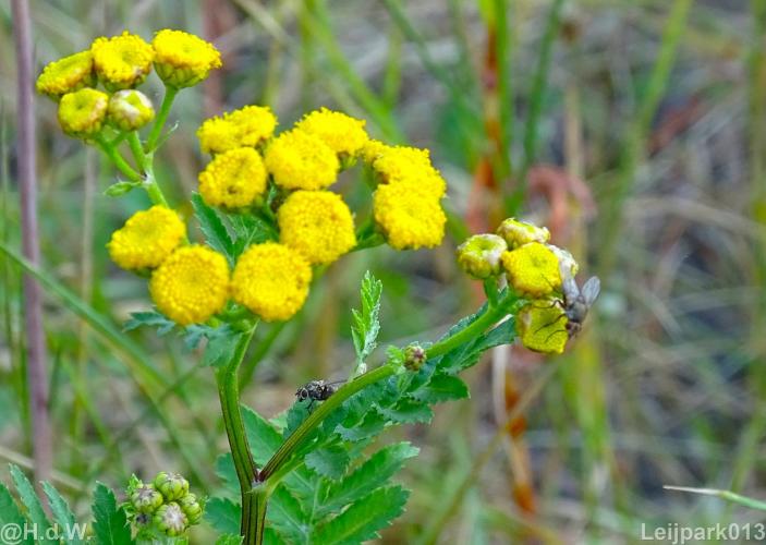 Leijpark013 19 &amp; 20 &amp; 21 &amp; 22 augustus 2022