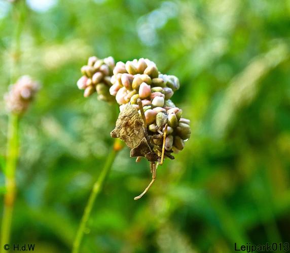 Leijpark013 19 &amp; 20 &amp; 21 &amp; 22 augustus 2022