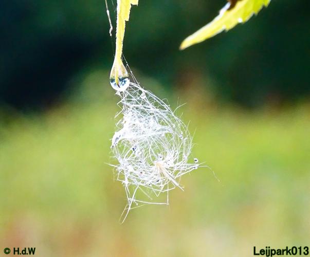 Leijpark013 19 &amp; 20 &amp; 21 &amp; 22 augustus 2022