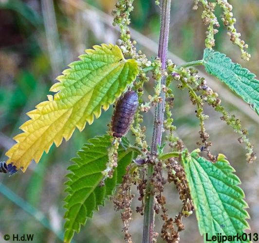 Leijpark013 19 &amp; 20 &amp; 21 &amp; 22 augustus 2022