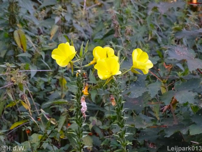 Leijpark013 19 &amp; 20 &amp; 21 &amp; 22 augustus 2022