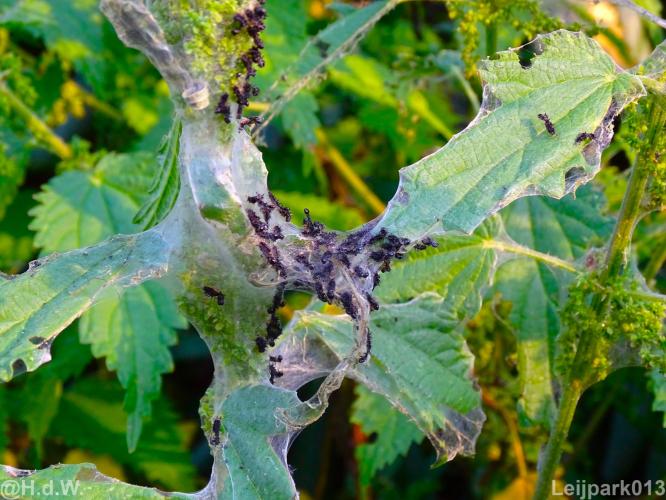 Leijpark013 19 &amp; 20 &amp; 21 &amp; 22 augustus 2022