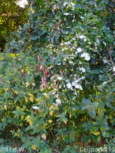 Leijpark013 19 &amp; 20 &amp; 21 &amp; 22 augustus 2022