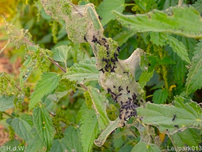 Leijpark013 19 &amp; 20 &amp; 21 &amp; 22 augustus 2022