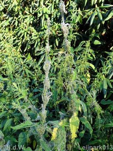 Leijpark013 19 &amp; 20 &amp; 21 &amp; 22 augustus 2022