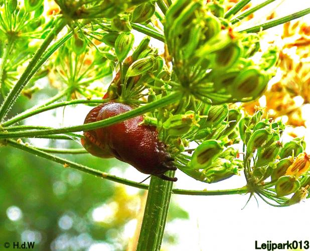 Leijpark013 19 &amp; 20 &amp; 21 &amp; 22 augustus 2022