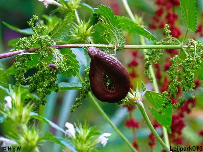 Leijpark013 19 &amp; 20 &amp; 21 &amp; 22 augustus 2022