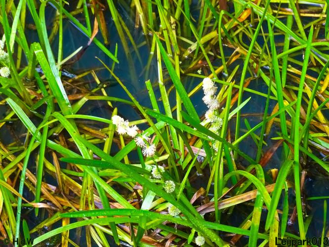 Leijpark013 19 &amp; 20 &amp; 21 &amp; 22 augustus 2022